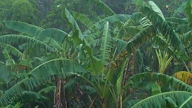 在暴雨中的芭蕉树视频的预览图